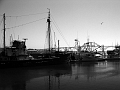 yaquina