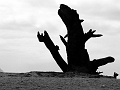 beachtree