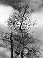 deserttrees