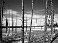 lodgepolelake