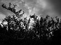 plumstrands3