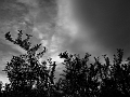 plumstrands4