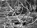 rootspiders