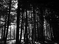 thoughthewoods