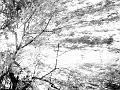 treerefletioninboiseriver04