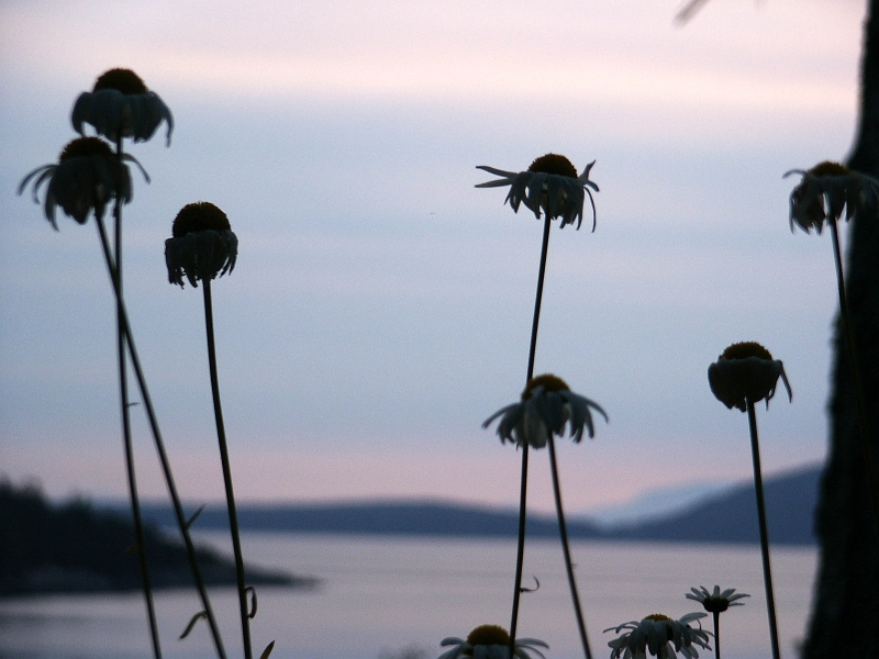 daisiesatsunrise.jpg