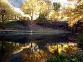 fallreflection