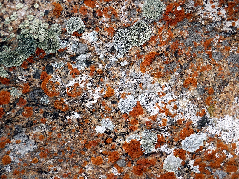 lichens.JPG