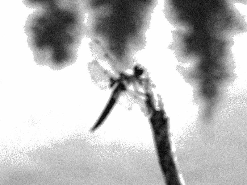SoftDragonfly.jpg