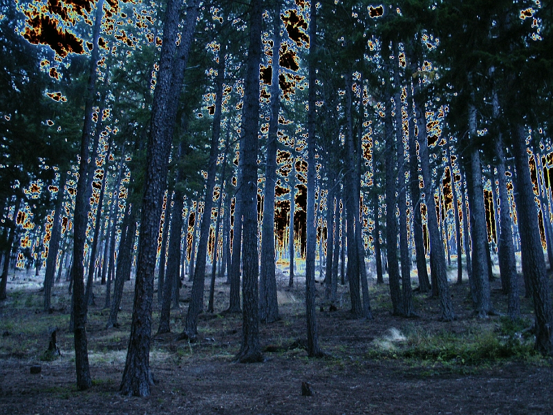 SolarTrees.JPG