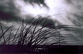 grassunderthemoon03
