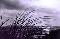 grassunderthemoon033b