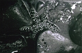 starfish